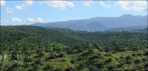 Legal Aspect Of Palm Oil Plantation